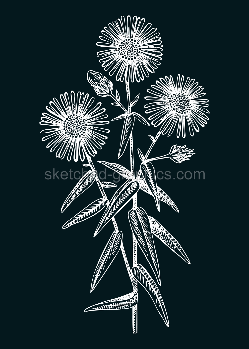 Aster vector illustration. Hand drawn autumn flower sketch. Michaela's daisy drawing on chalkboard. Popular garden flowering plant. Floral design element in engraved style Illustration